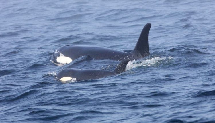 orca / Fuente: Twitter @DFO Pacific