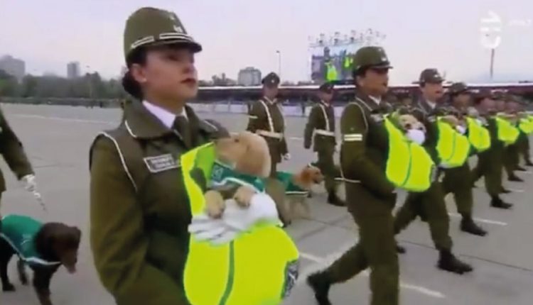 cachorros en desfile militar de chile