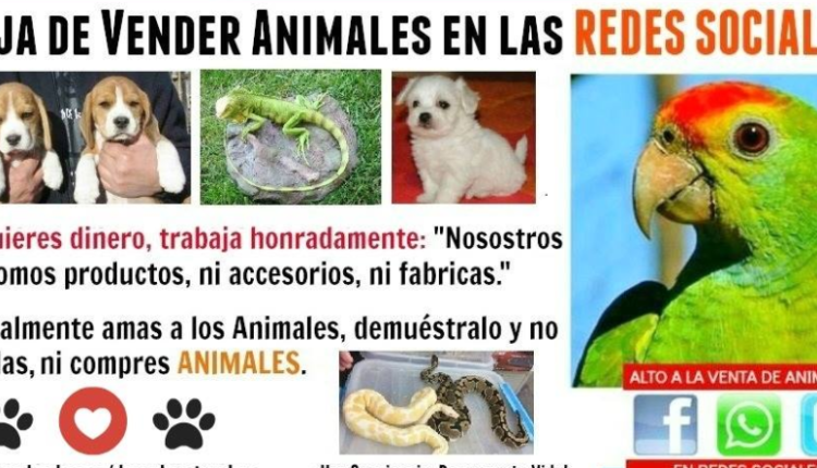 Así Opera La Venta De Animales Exóticos Y En Extinción En Facebook