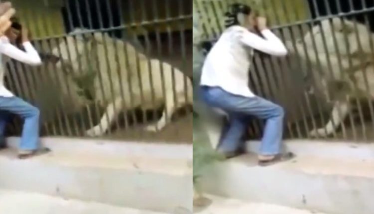 leon ataca cuidador